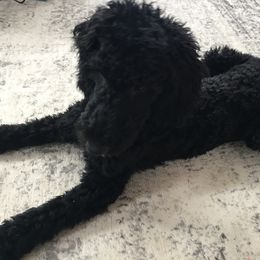 Bernedoodle and Poodle Puppies from Sunset Family Farm
