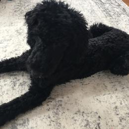 Bernedoodle and Poodle Puppies from Sunset Family Farm
