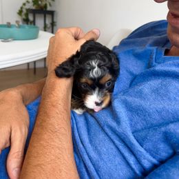 Cavapoo Puppies from The Cavapoo Club