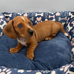 Red Collar - Dapple male Dachshund puppy in Odessa, Texas from K9 Royal Club
