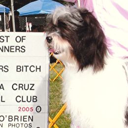 Havanese from High Moon Havanese