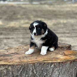 Australian Shepherd Puppies from 2Harts Aussies