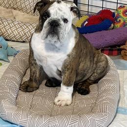 Razor - Red brindle male Bulldog puppy in Mount Airy, North Carolina from PrimeCut Bulldogs