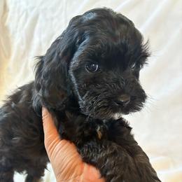 Dopey - Black and white male Cockapoo puppy in Adrian, Oregon from ApplebyFarm