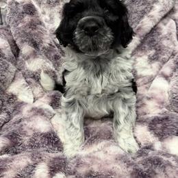 Portuguese Water Dog Puppies from Lawless Portuguese Water Dogs