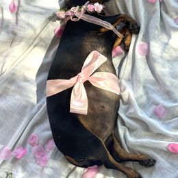 Dachshund puppies from Valley Bassets & Dachshunds