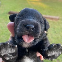 Cooper ESA lines - Black male Schnoodle puppy in Temple, Texas from Schnauzers Of Taylor