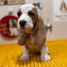 Butters - Red and white female Basset Hound puppy in Pilot Mtn, North Carolina from Lowdown Love Basset Hounds