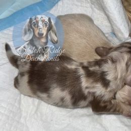 Max - Dapple male Dachshund puppy in Adamsville, Tennessee from Shiloh Ridge Dachshunds