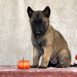 Girl - Yellow - Belgian Malinois puppy from Desert Wind Kennels