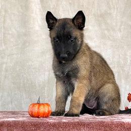 Girl - Yellow - Belgian Malinois puppy from Desert Wind Kennels
