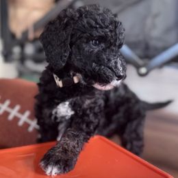 Brownie (White Collar) - Merle male Goldendoodle puppy in Toledo, Ohio from Avery Doodle Day LLC