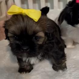 Female 1 yellow bow - Brindle female Shih Tzu puppy in Whittier, California from Shihtzu