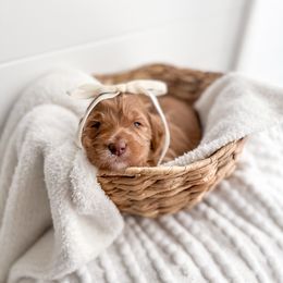 Snow Hook - Red  Goldendoodle puppy in Greencastle, Indiana from Willow & Co.