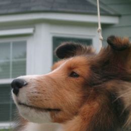 Shetland Sheepdogs from Sandance Shetland Sheepdogs