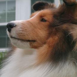 Shetland Sheepdogs from Sandance Shetland Sheepdogs