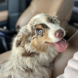 Summer - Miniature Australian Shepherd