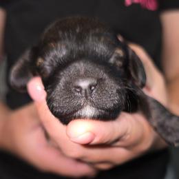 Tink - Sable and white female Cockapoo puppy in Indiahoma, Oklahoma from Phamily Doodles