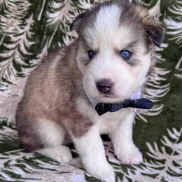 Breezy - Wolf sable male Pomsky puppy in Venus, Pennsylvania from Hemlock Pines Pomsky