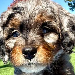 Bernedoodles and Goldendoodles from Dillon Doodles