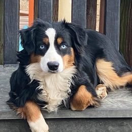 Mini - Miniature American Shepherd