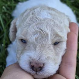 Poodle Puppies from Caboodles Of Poodles