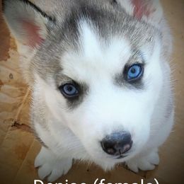 Siberian Husky Puppies from East Inn Huskies