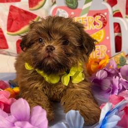 Teddy - Gold male Shih Tzu puppy in Azusa, California from RJ Shih Tzu lover