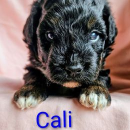 California - Black and white female Assorted Doodle Crosses puppy in Rainier, Oregon from Seven Petals Farm