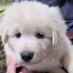 Girl 2 - White female Maremma Sheepdog puppy in Pocatello, Idaho from The Ewe Crew Homestead LLC