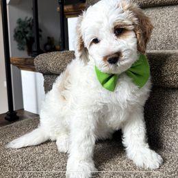Green Boy - Parti male Goldendoodle puppy in Dacula, Georgia from Lakeside Pups
