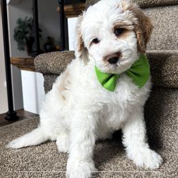Green Boy - Parti male Goldendoodle puppy in Dacula, Georgia from Lakeside Pups