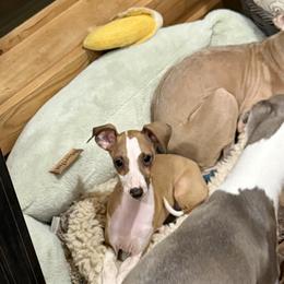 Adam - Red male Italian Greyhound puppy in North Carolina from Celtic Sighthounds