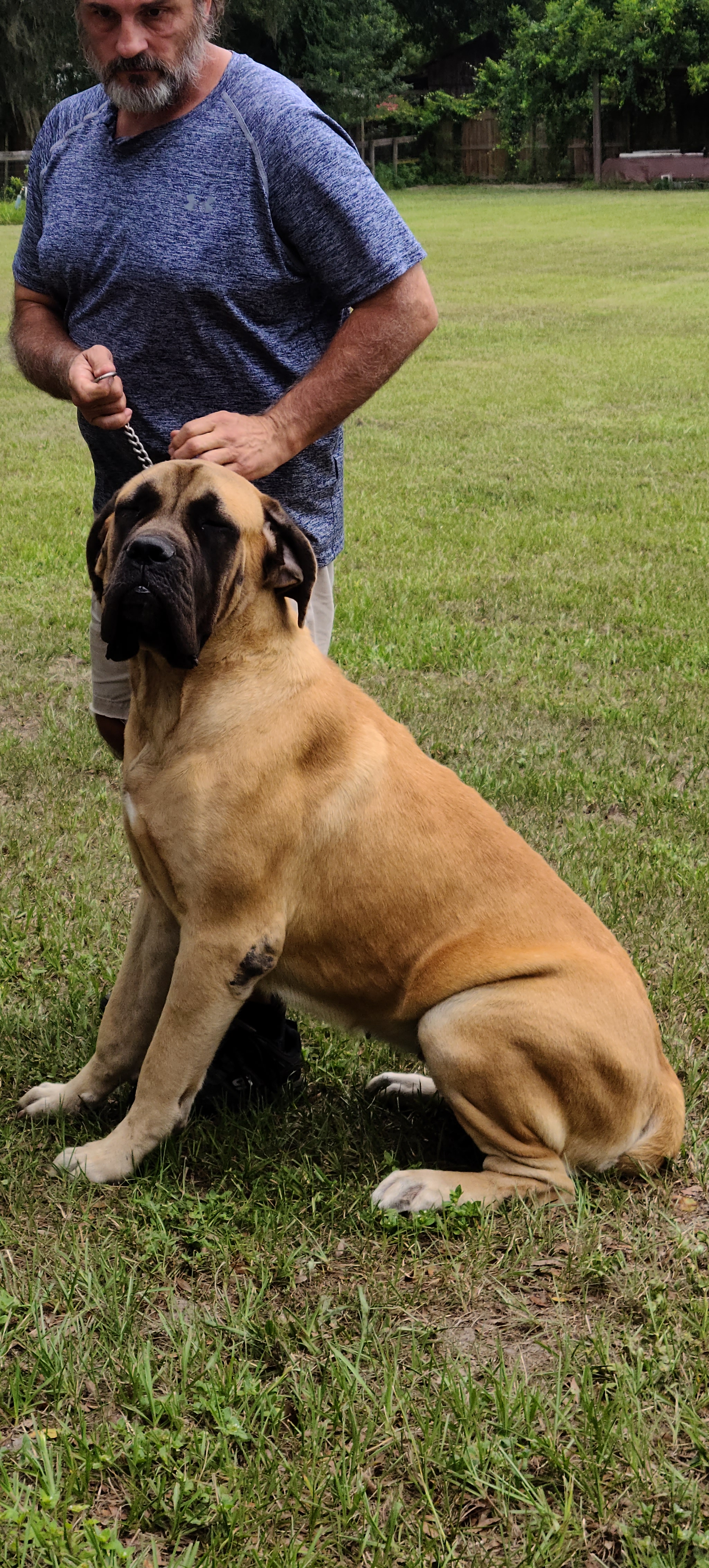 Annie - Mastiff