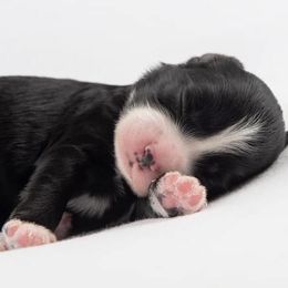 Aussiedoodle and Miniature Australian Shepherd Puppies from Biggie Ranch