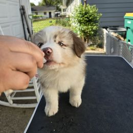 Australian Shepherd Puppies from Starlit Grove Australian Shepherds