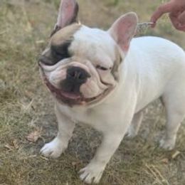 Bullmastiff and French Bulldog All Grown Up from Misfit Kennels