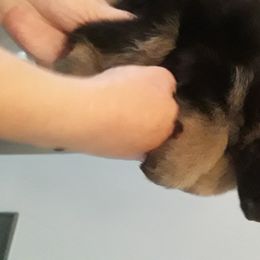 German Shepherd Puppies from Von Jo-Rielle Kennel