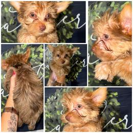 Tyler - Chocolate and tan male Yorkshire Terrier puppy in Cleveland, Tennessee from Moody’s Morkies and More