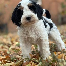 Templeton - Tri-color male Bernedoodle puppy in Longmont, Colorado from Colorado Miniature Bernedoodle Puppies