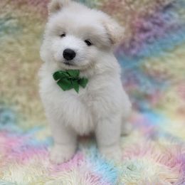 Green boy - White male Samoyed puppy in Elwell, Michigan from Limelight Samoyeds