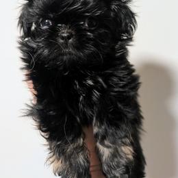 Dobie Boy 1 - Black and tan male Shih Tzu puppy in Surry, Maine from McKayla Hairston