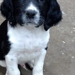English Springer Spaniel Puppies from Whisky River Gun Dogs