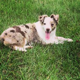 Maggie Mae - Miniature Australian Shepherd