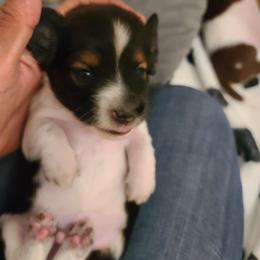 Dachshund Puppies from Belinda's Dachshund's CKC
