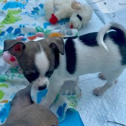 Spotted Female Price: 5,900 - Sable spotted white female Chihuahua puppy in Summerfield, Florida from Uey’s Chihuahuas