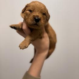 Boy 3 - Dark golden male Golden Retriever puppy in Lake Stevens, Washington from Sound Golden Retrievers