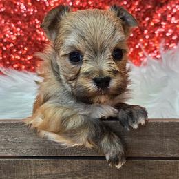 Alfie - Gold male Morkie puppy in Monticello, Iowa from Ashley’s Puppies