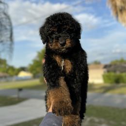 Bernedoodle and Goldendoodle Puppies from OHDoodles FL