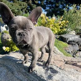 Jersey blue brindle OFA'd parents - Blue female French Bulldog puppy in Billings, Montana from Montana Made Frenchies